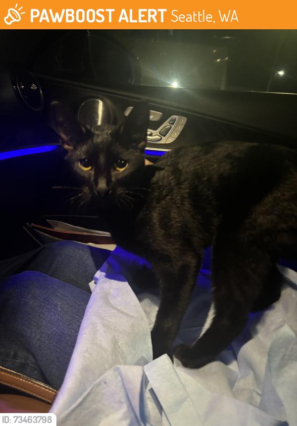 Found/Stray Unknown Cat last seen Embassy Suites, Seattle, WA 98188