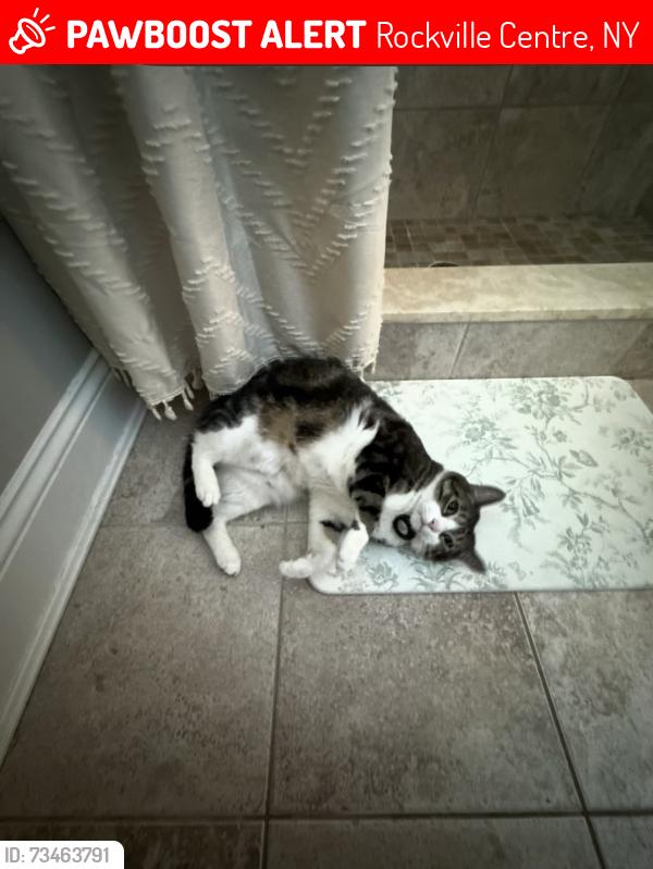 Lost Male Cat last seen Grand street Rockville centre ny, Rockville Centre, NY 11570
