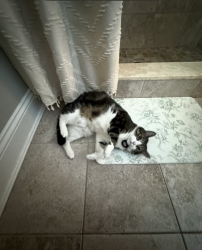 Lost Male Cat last seen Grand street Rockville centre ny, Rockville Centre, NY 11570