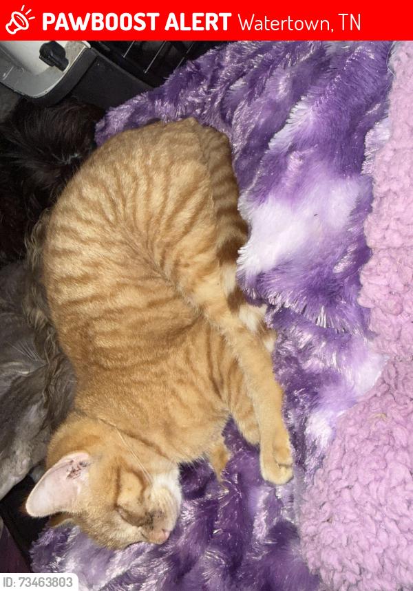 Lost Male Cat last seen Commerce ave, Watertown, TN 37184
