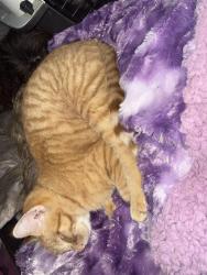 Lost Male Cat last seen Commerce ave, Watertown, TN 37184