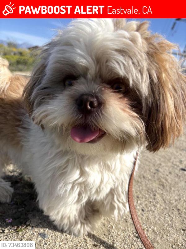 Lost Male Dog last seen Blossom & Hill Grove EASTVALE CA, Eastvale, CA 92880