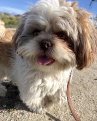 Lost Male Dog last seen Blossom & Hill Grove EASTVALE CA, Eastvale, CA 92880
