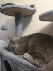 Lost Male Cat last seen Planfiled rd, Darien, IL 60561