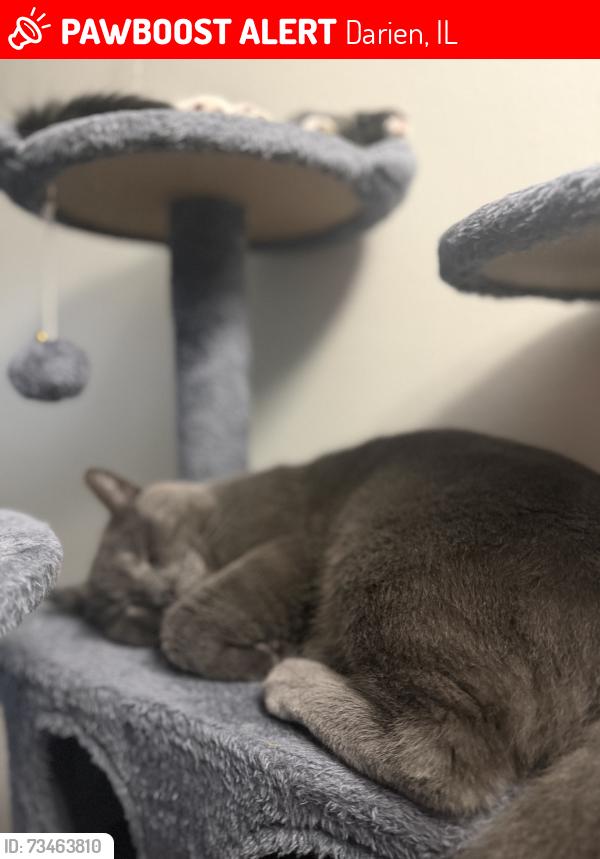 Lost Male Cat last seen Planfiled rd, Darien, IL 60561