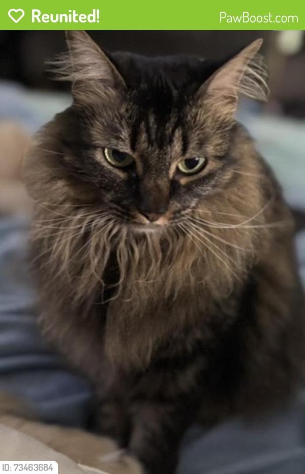Reunited Female Cat last seen Old Liberty Road in curve with chicken crossing signs, Liberty, NC 27298