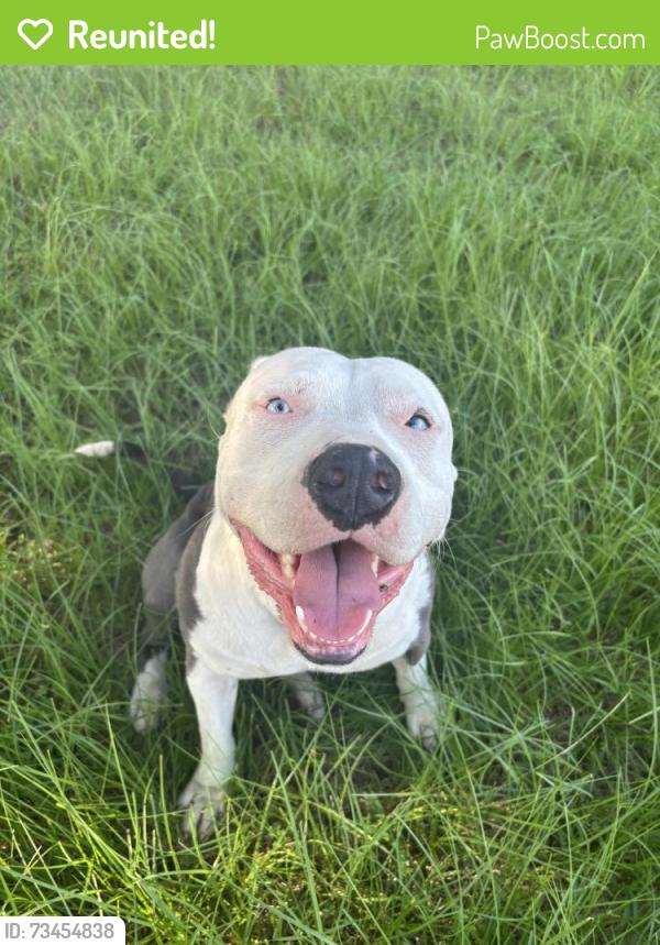 Reunited Male Dog last seen Indian trail, West Tawakoni, TX 75474