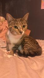 Reunited Female Cat last seen Sugarland Run Dr, Sterling, VA 20164