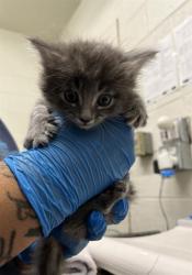 Shelter Stray Female Cat last seen APPLEGATE ST AND GREENFIELD CT, 130 Beyer Way, Chula Vista, CA 91911, USA