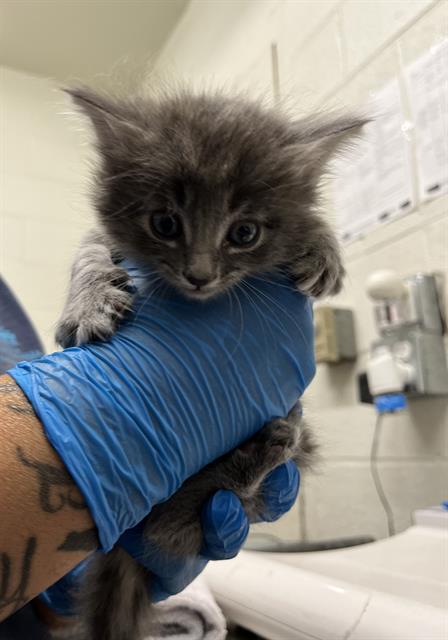 Shelter Stray Female Cat last seen APPLEGATE ST AND GREENFIELD CT, 130 Beyer Way, Chula Vista, CA 91911, USA