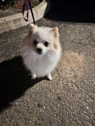 Reunited Male Dog last seen Santa Fe and Melrose dr in Vista Ca, Oceanside, CA 92083