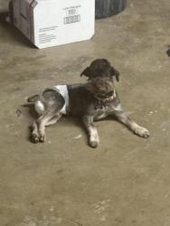 Reunited Male Dog last seen Near Bowen avenue, Modesto, CA 95350