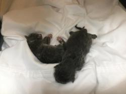 Shelter Stray Unknown Cat last seen Near BLOCK MECCA ST, COACHELLA, CA, 72050 Pet Land Pl, Thousand Palms, CA 92276, USA
