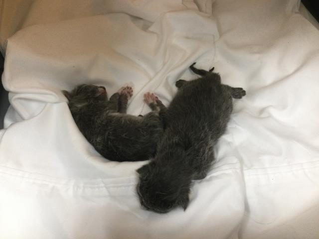 Shelter Stray Unknown Cat last seen Near BLOCK MECCA ST, COACHELLA, CA, 72050 Pet Land Pl, Thousand Palms, CA 92276, USA