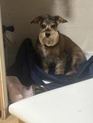 Reunited Male Dog last seen Near Bowen avenue, Modesto, CA 95350
