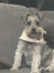 Reunited Female Dog last seen Near Bowen avenue, Modesto, CA 95350