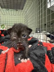Shelter Stray Female Cat last seen Near BLOCK SILVER CREEK, 2020 Forest St, Jacksonville, FL 32204, USA