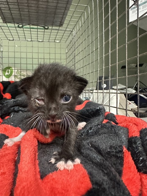 Shelter Stray Female Cat last seen Near BLOCK SILVER CREEK, 2020 Forest St, Jacksonville, FL 32204, USA