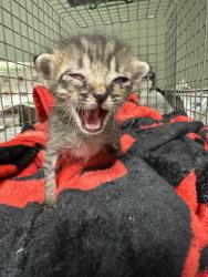 Shelter Stray Male Cat last seen Near BLOCK SILVER CREEK, 2020 Forest St, Jacksonville, FL 32204, USA