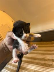 Shelter Stray Female Cat last seen FLORIN RD/STOCKTON BLVD, 95823, 3839 Bradshaw Rd, Sacramento, CA 95827, USA