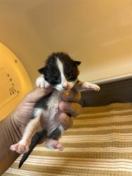 Shelter Stray Male Cat last seen FLORIN RD/STOCKTON BLVD, 95823, 3839 Bradshaw Rd, Sacramento, CA 95827, USA