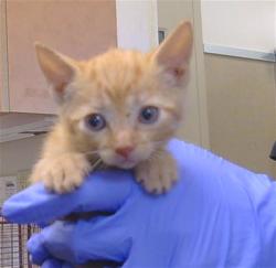 Shelter Stray Female Cat last seen ALTA MESA RD/TAVERNOR RD, 95693, 3839 Bradshaw Rd, Sacramento, CA 95827, USA