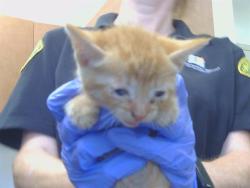 Shelter Stray Male Cat last seen ALTA MESA RD/TAVERNOR RD, 95693, 3839 Bradshaw Rd, Sacramento, CA 95827, USA