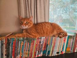 Lost Male Cat last seen Park Ridge Court nearby First Choice Recycling, Eau Claire, WI 54703