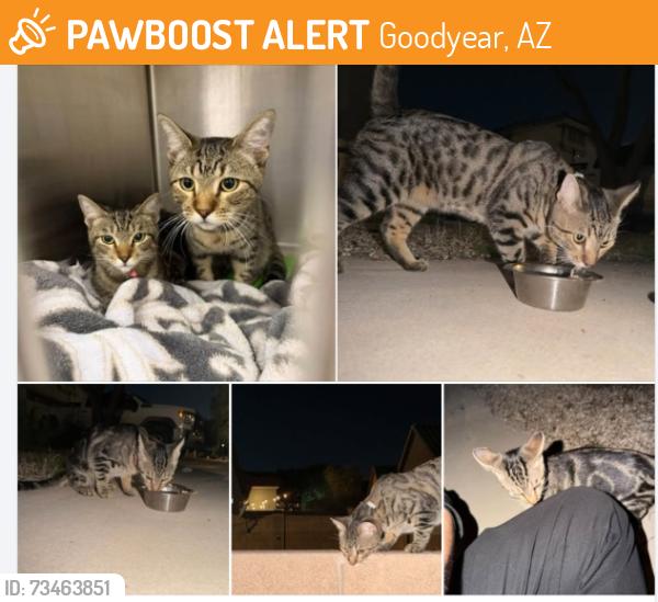 Found/Stray Unknown Cat last seen Goodyear, Goodyear, AZ 85323