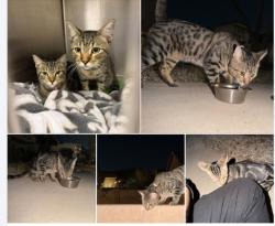 Found/Stray Unknown Cat last seen Goodyear, Goodyear, AZ 85323