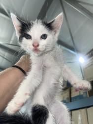 Shelter Stray Male Cat last seen SIERRA AVE X SUMMIT AVE, 333 Chandler Pl, San Bernardino, CA 92408, USA