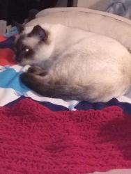 Lost Male Cat last seen Folsom blvd, Rancho Cordova, CA 95742