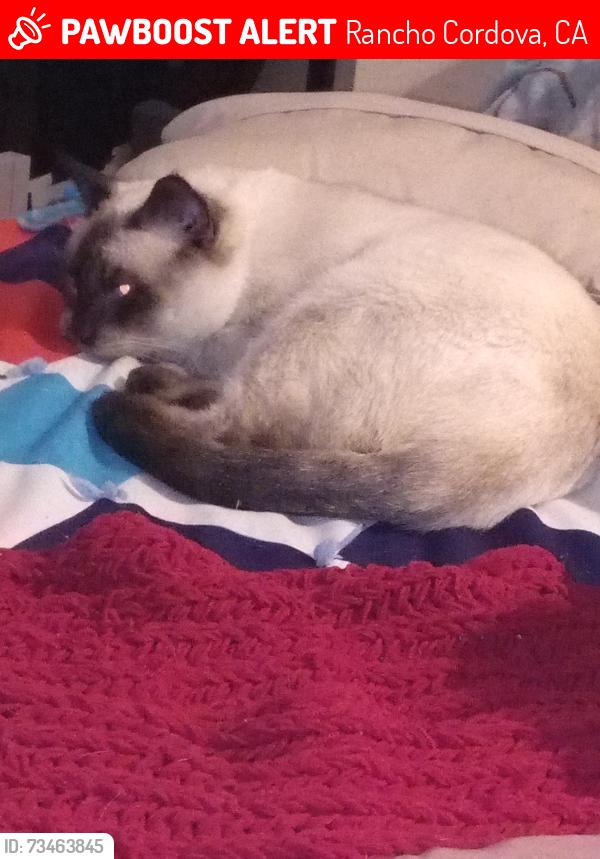 Lost Male Cat last seen Folsom blvd, Rancho Cordova, CA 95742