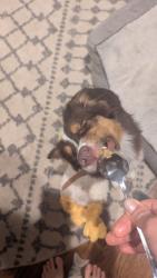 Reunited Female Dog last seen corner of Virnankay and Pauline in Ann Arbor, MI, Ann Arbor, MI 48103