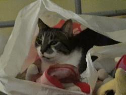Lost Male Cat last seen Denne Crescent,,Benfort road/ River road, Peterborough, ON 