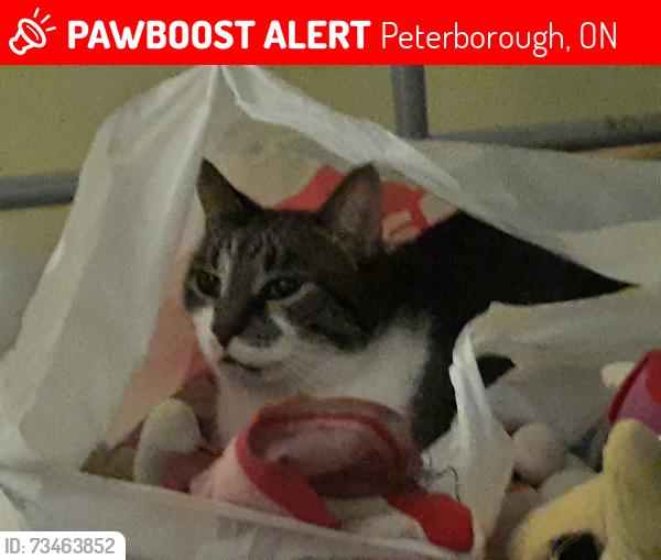 Lost Male Cat last seen Denne Crescent,,Benfort road/ River road, Peterborough, ON 