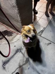 Found/Stray Male Dog last seen Guajome, Oceanside, CA 92056