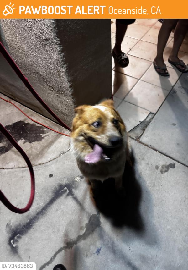 Found/Stray Male Dog last seen Guajome, Oceanside, CA 92056