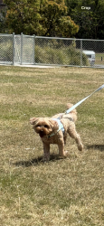 Lost Male Dog last seen Near nazz cct Bahrs scrub, Bahrs Scrub, QLD 4207