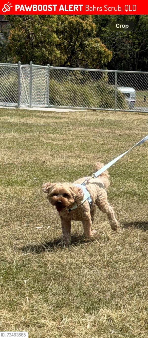 Lost Male Dog last seen Near nazz cct Bahrs scrub, Bahrs Scrub, QLD 4207