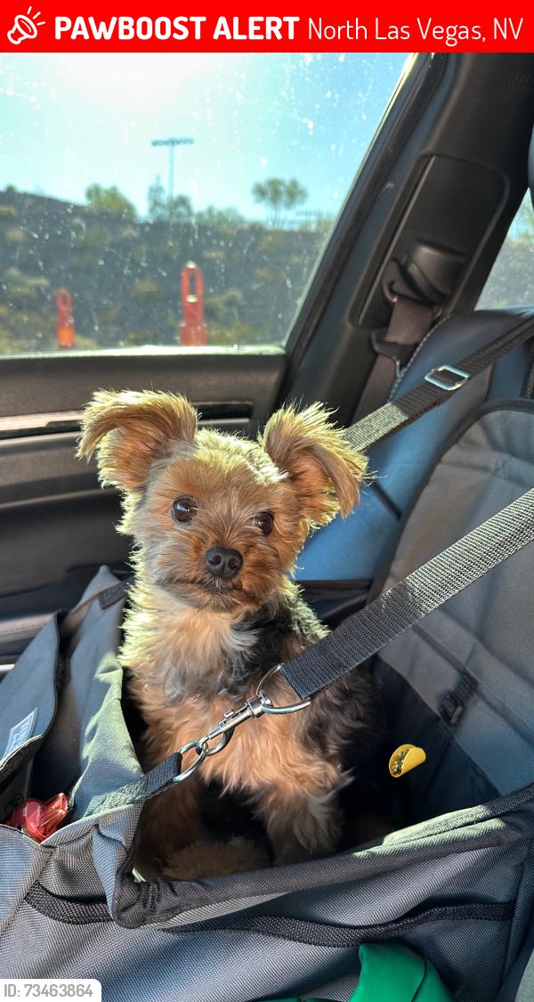 Lost Male Dog last seen Gowan and dove lane, North Las Vegas, NV 89032