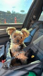 Lost Male Dog last seen Gowan and dove lane, North Las Vegas, NV 89032