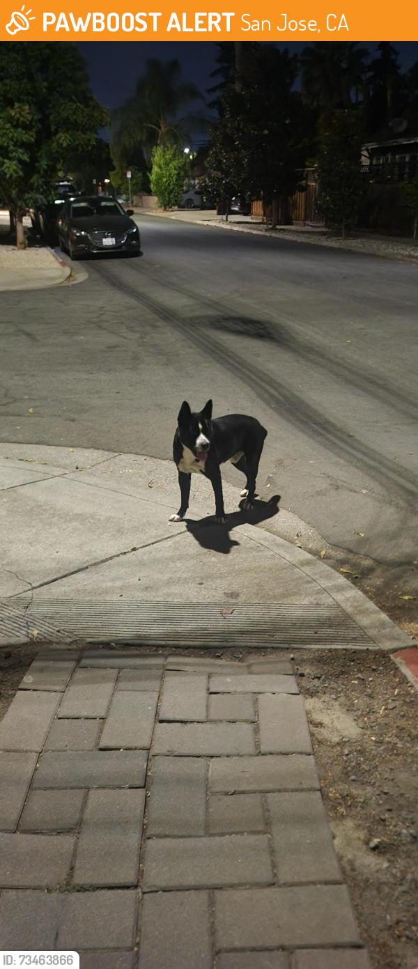 Found/Stray Male Dog last seen Leland and Elliott, roaming, San Jose, CA 95128