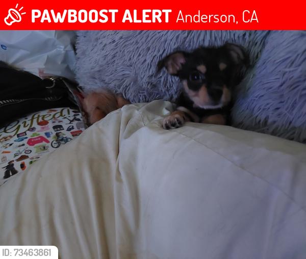 Lost Male Dog last seen Riverside/ Smog Masters, Mike's gas station, Anderson, CA 96007