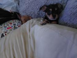 Lost Male Dog last seen Riverside/ Smog Masters, Mike's gas station, Anderson, CA 96007