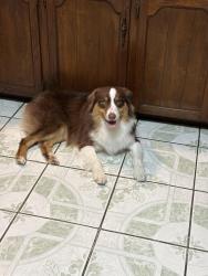 Lost Male Dog last seen Sylvania Ave, Fort Worth, TX 76111