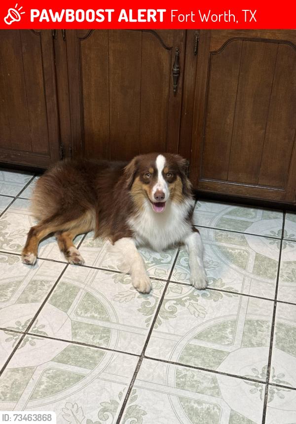 Lost Male Dog last seen Sylvania Ave, Fort Worth, TX 76111