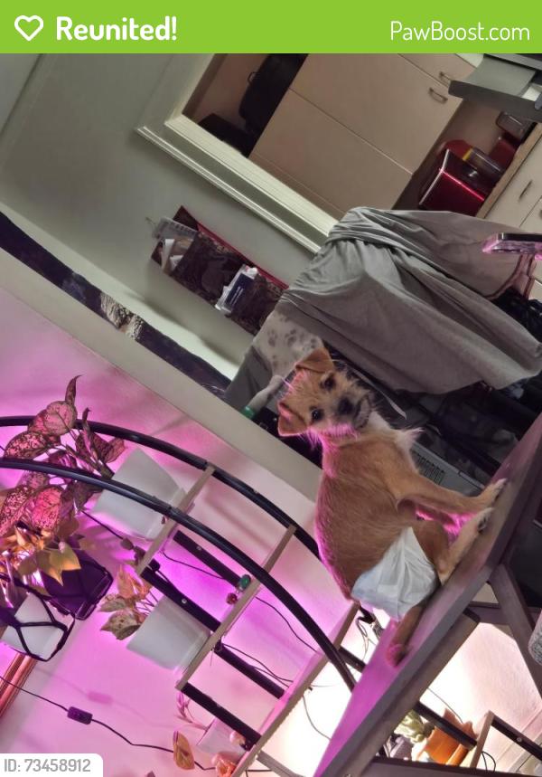 Reunited Female Dog last seen Wisconsin ave, Milwaukee, WI 53208