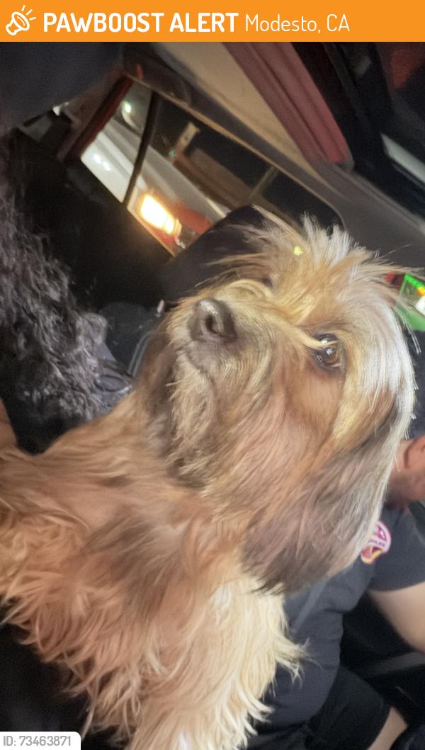 Found/Stray Female Dog last seen San Ignacio and riverside, Modesto, CA 95354