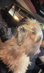 Found/Stray Female Dog last seen San Ignacio and riverside, Modesto, CA 95354